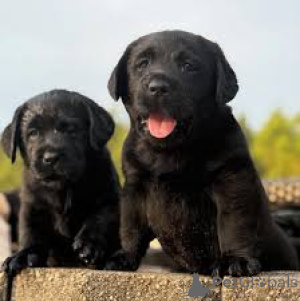 Photo №3. Boutique du chiot Labrador Retriever. Belgique