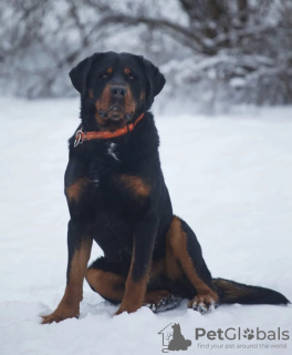 Photo №2 de l'annonce № 97014 de la vente rottweiler - acheter à Fédération de Russie annonce privée