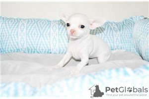 Photo №3. De beaux chiots Chihuahua à adopter. USA