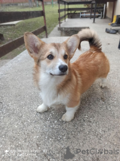 Photo №2 de l'annonce № 131056 de la vente chien à loutre - acheter à Serbie 