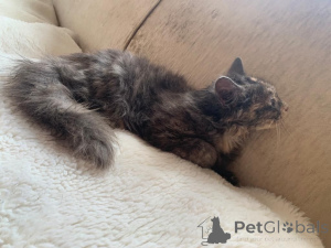 Photo №2 de l'annonce № 176168 de la vente maine coon - acheter à Allemagne annonce privée