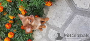 Photo №1. chihuahua - à vendre en ville de Dnipro | 268€ | Annonce №63333