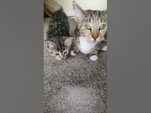 Photo №4. Je vais vendre  en ville de New Orleans. annonce privée - prix - 700€