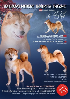 Photo №2 de l'annonce № 4883 de la vente shiba - acheter à Fédération de Russie éleveur