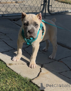 Photo №2 de l'annonce № 158578 de la vente cane corso - acheter à La finlande annonce privée