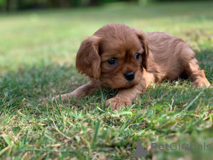 Photo №1. cavalier king charles spaniel - à vendre en ville de Kufstein | 1000€ | Annonce №178532