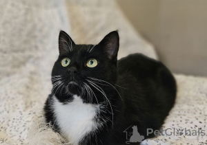 Photo №2 de l'annonce № 157452 de la vente  - acheter à Biélorussie annonce privée