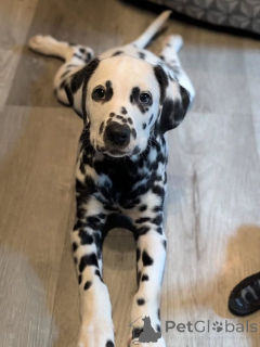 Photo №2 de l'annonce № 159138 de la vente dalmatien - acheter à Allemagne annonce privée