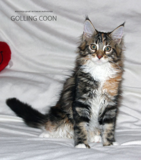 Photo №1. maine coon - à vendre en ville de Krasnodar | Négocié | Annonce № 3064