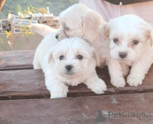 Photo №1. bichon maltais - à vendre en ville de Rome | négocié | Annonce №40434