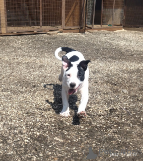 Photo №1. american staffordshire terrier - à vendre en ville de Pushkino | Gratuit | Annonce №146005