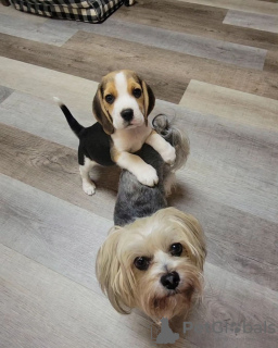 Photo №1. beagle - à vendre en ville de Cologne | 360€ | Annonce №124539