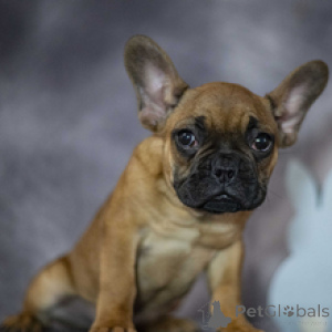 Photo №4. Je vais vendre bouledogue en ville de Berlin. éleveur - prix - 436€