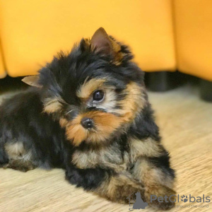 Photo №3. Superbes chiots Yorkshire Terrier. La Grande-Bretagne