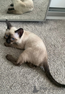 Photo №1. siamois - à vendre en ville de Salzbourg | négocié | Annonce № 154320