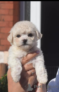 Photos supplémentaires: Chiots Bichon Frise enregistrés Kc