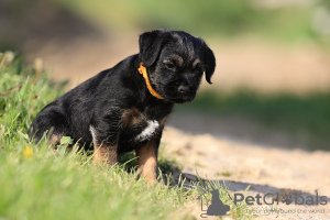 Photos supplémentaires: chiots border terrier
