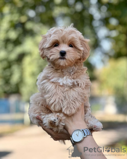 Photo №3. maltipoo. Allemagne