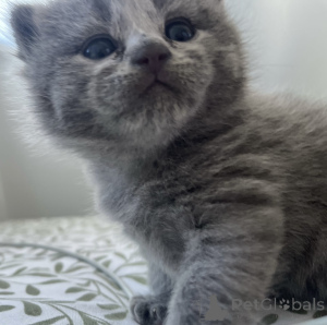 Photo №2 de l'annonce № 139328 de la vente british shorthair - acheter à Irlande annonce privée