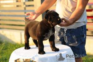 Photos supplémentaires: Chiots de berger d'Asie centrale