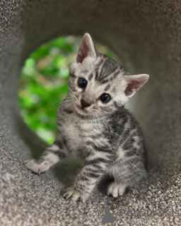 Photo №3. Bengal Babies Smart, Sweet et Superbe. Suisse