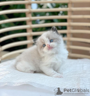 Photo №1. ragdoll - à vendre en ville de Bakersfield | 250€ | Annonce № 119542