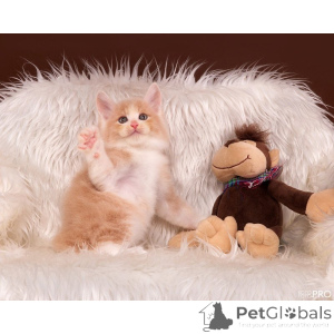 Photo №1. bobtail des kouriles - à vendre en ville de Faire un tour | 350€ | Annonce № 174378