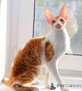 Photo №3. Magnifiques chatons Cornish Rex de race pure à vendre.. Islande