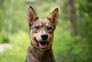 Photo №1. chien bâtard - à vendre en ville de Rivière moscou | Gratuit | Annonce №145741