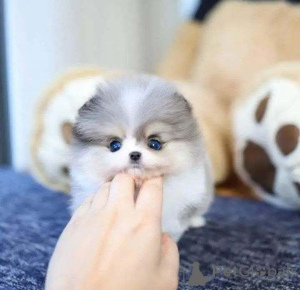 Photo №1. chien bâtard - à vendre en ville de Chicago | 425€ | Annonce №137540