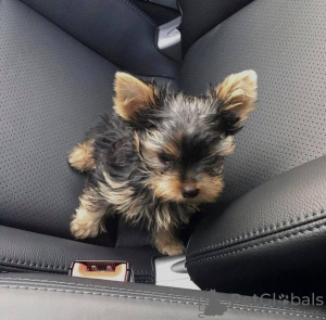 Photo №1. yorkshire terrier - à vendre en ville de Sydney | 1136€ | Annonce №84734