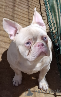 Photo №2 de l'annonce № 141325 de la vente bouledogue - acheter à Serbie 