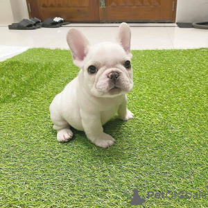 Photo №1. bouledogue - à vendre en ville de Дрезден | 404€ | Annonce №128711