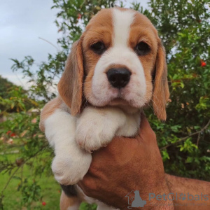 Photo №4. Je vais vendre beagle en ville de Nuremberg. annonce privée - prix - 360€