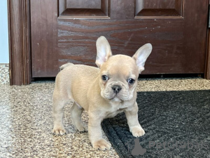 Photo №1. bouledogue - à vendre en ville de Jork | Gratuit | Annonce №120487