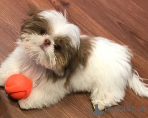 Photo №3. Chiots shihtzu disponibles pour adoption dans. Allemagne