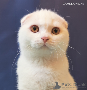 Photo №1. scottish fold - à vendre en ville de Москва | négocié | Annonce № 78113