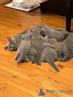 Photo №4. Je vais vendre british shorthair en ville de Aachen. annonce privée, de la fourrière, de l'abri, éleveur - prix - 400€