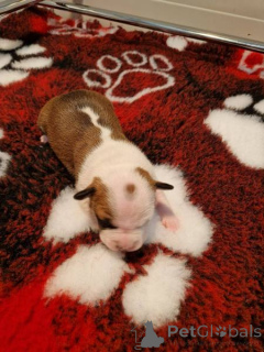 Photo №3. American Staffordshire Terrier, chiots de qualité testée. La croatie