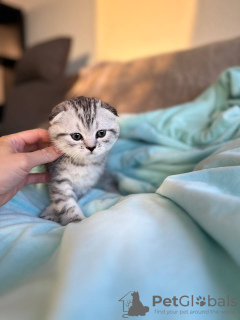 Photo №4. Je vais vendre scottish fold en ville de Зандхаузен. annonce privée - prix - 400€