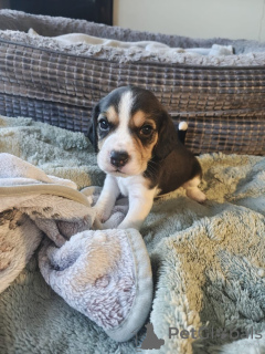 Photo №1. beagle - à vendre en ville de Badenheim | négocié | Annonce №167556