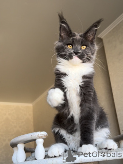 Photo №4. Je vais vendre maine coon en ville de Ettelbryuk. annonce privée - prix - négocié