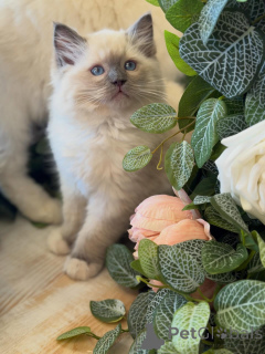 Photo №1. ragdoll - à vendre en ville de Diéren | négocié | Annonce № 157136