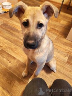 Photo №1. chien bâtard - à vendre en ville de Lipetsk | Gratuit | Annonce №163839