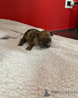 Photo №3. Bouledogue français unique 2500. France