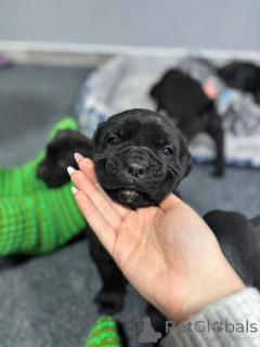 Photo №1. cane corso - à vendre en ville de Požarevac | 1000€ | Annonce №162319