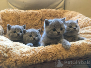 Photo №1. british shorthair - à vendre en ville de Gallup | 319€ | Annonce № 129561