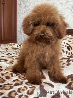 Photo №2 de l'annonce № 157861 de la vente caniche (jouet) - acheter à Ukraine annonce privée, de la fourrière, éleveur