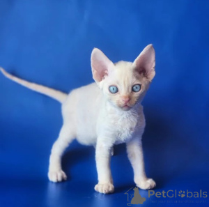 Photo №1. devon rex - à vendre en ville de Détamas | 350€ | Annonce № 176682
