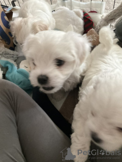 Photo №1. bichon maltais - à vendre en ville de Los Angeles | 284€ | Annonce №97058